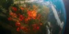 danni-catastrofali-2